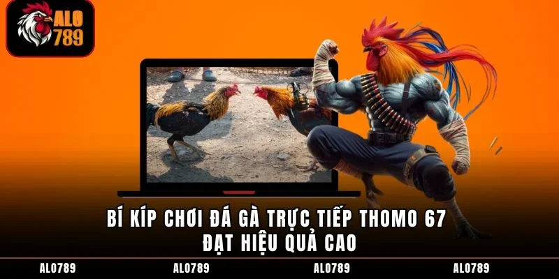 Bí kíp chơi đá gà trực tiếp Thomo 67 đạt hiệu quả cao