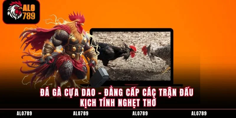 Đá Gà Cựa Dao - Đẳng Cấp Các Trận Đấu Kịch Tính Nghẹt Thở