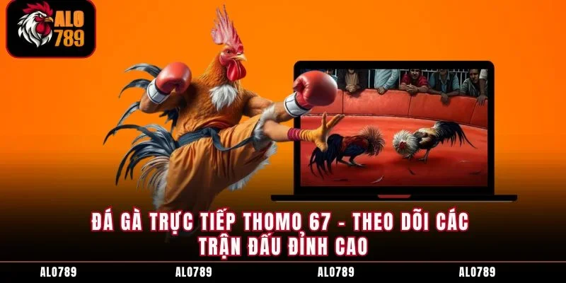Đá Gà Trực Tiếp Thomo 67 - Theo Dõi Các Trận Đấu Đỉnh Cao