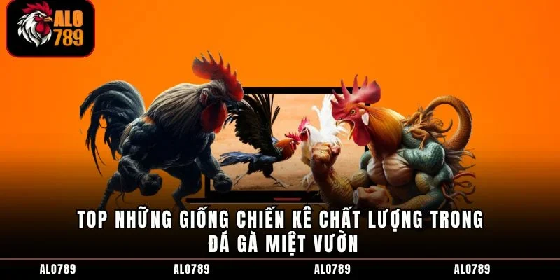 Top những giống chiến kê chất lượng trong đá gà miệt vườn